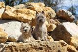 CAIRN TERRIER 077